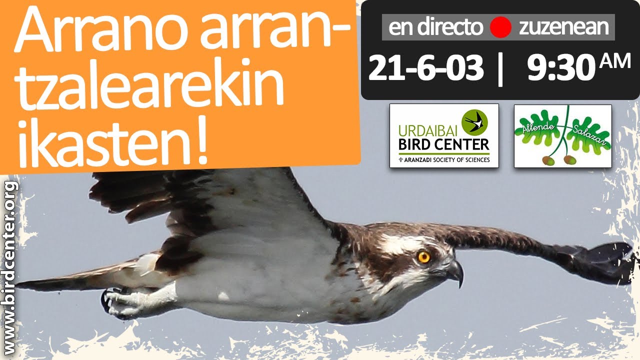 🔴 Zuzenean | Arrano Arrantzalearekin ikasten | 03-06-2021