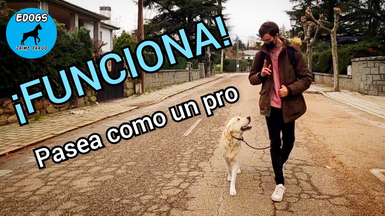 🔴¡ENSEÑA A TU PERRO A CAMINAR JUNTO! 🐶100% EFICAZ - LAS MEJORES CORREAS GRATIS‼️