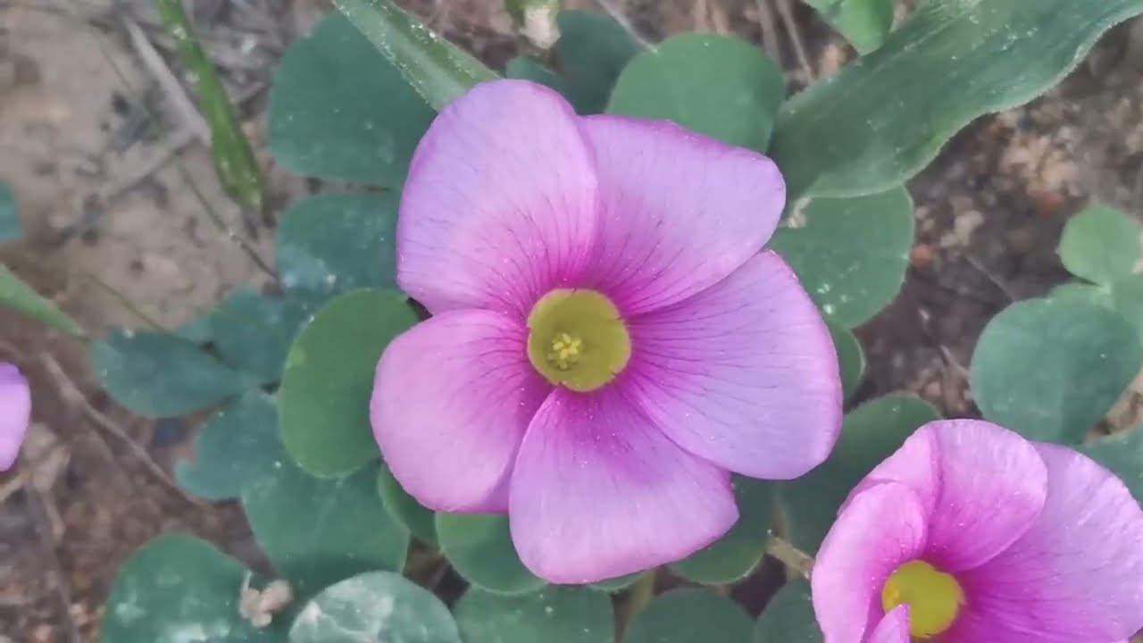 SPRING BLOSSOMS! |South Africa |Nanette Du Plessis