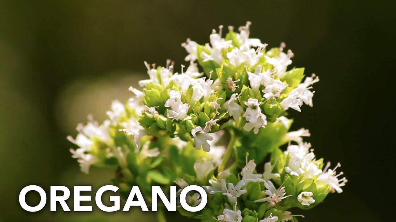 Cultivo de orégano en el huerto ecológico | Permacultura en Galicia
