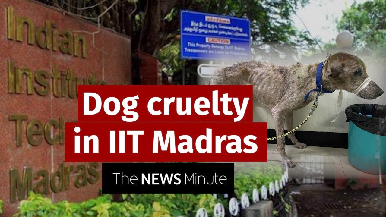 Why is IIT Madras capturing dogs and putting them in cages on campus? | Let me explain