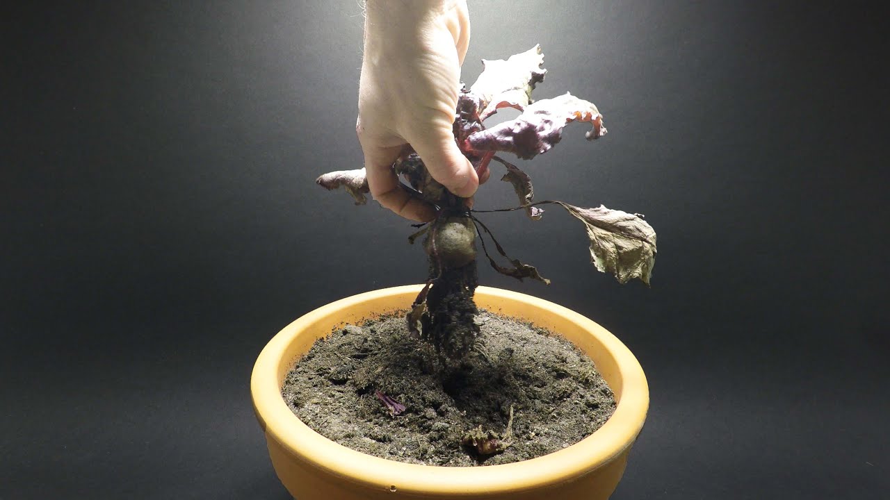 Growing BEETROOT Time Lapse