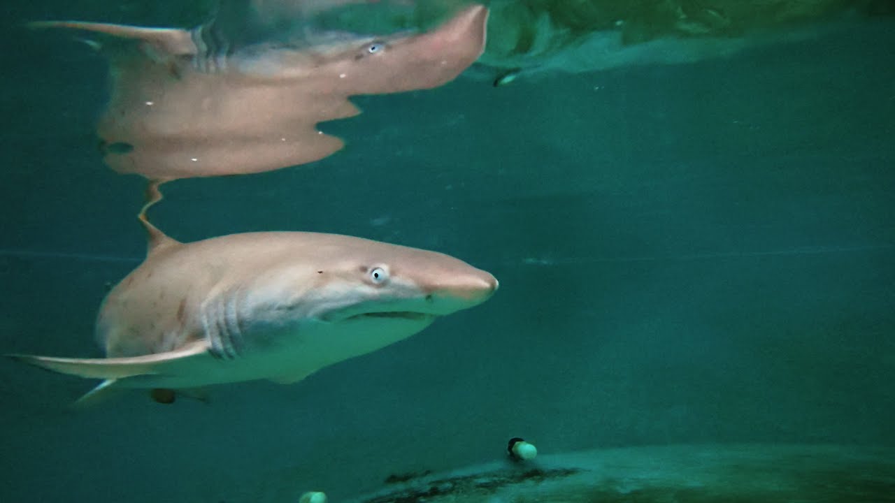 Shark School Success