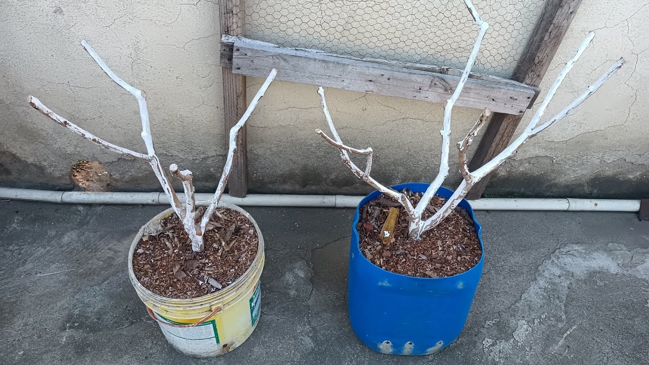 Como Fazer Poda Drástica ou Rebaixamento Nos Pés de Goiabas, (Goiabeiras) Plantados em Vasos (Balde)