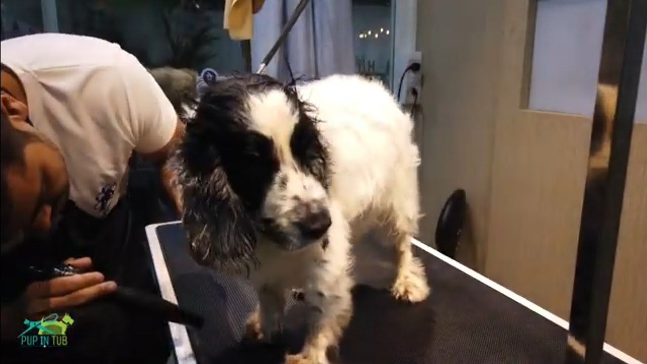 Grooming of a senior blind Cocker Spaniel