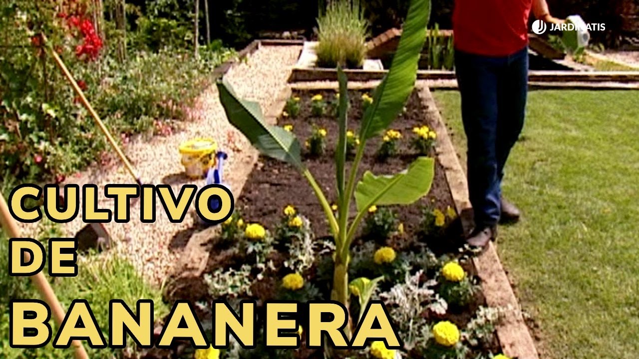 CULTIVO de BANANERA con hojas más pequeñas que la Musa × paradisiaca (Musa bisetti) // Jardinatis