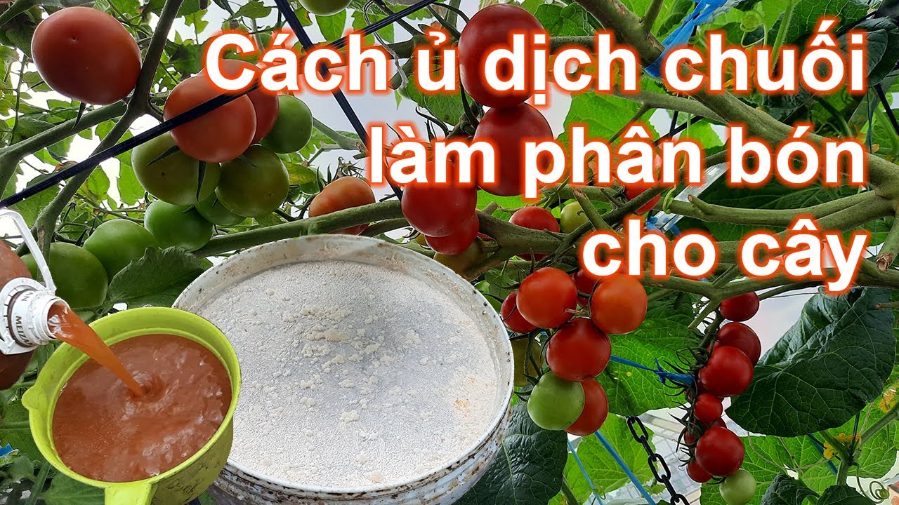 Cách ủ dịch chuối làm phân bón bổ sung dưỡng chất cho cây | Bà Lan - Nông dân sân thượng #9