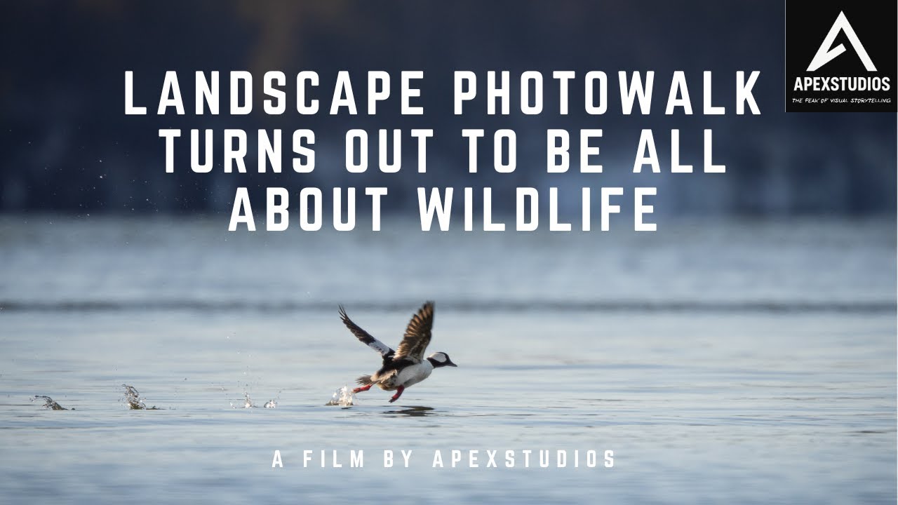 Фотосъемка дикой природы зимой: прогулка, птицы, пляж и холодное утро на восточном побережье Канады.