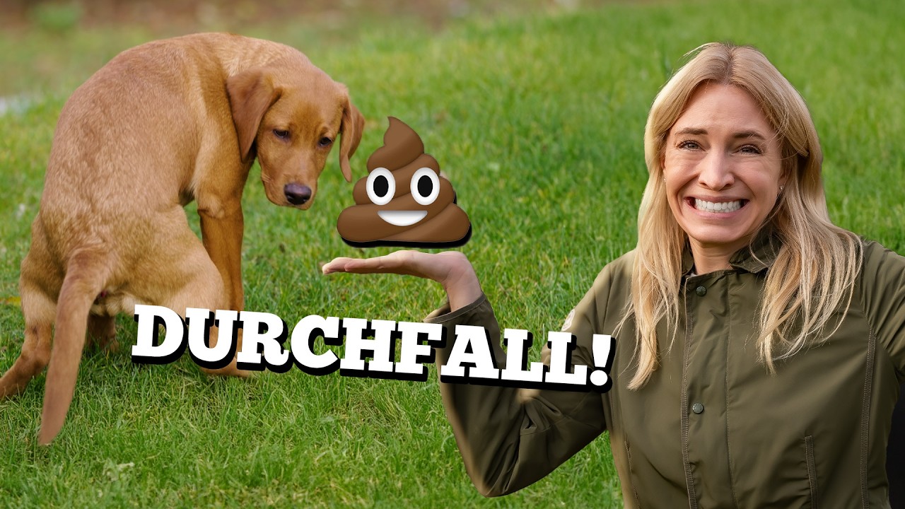 Soforthilfe: Durchfall beim Hund 💩 - Diese Hausmittel helfen SOFORT