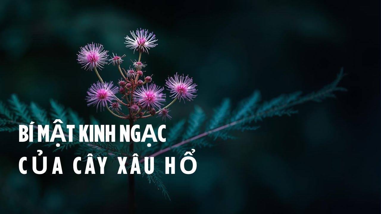 Bí Mật Kinh Ngạc Sau Cái Chạm Vào Cây Xấu Hổ.