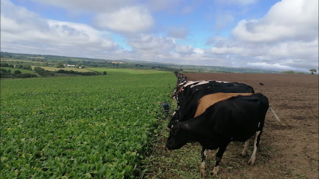 Keeping the herd fed in summer 2022