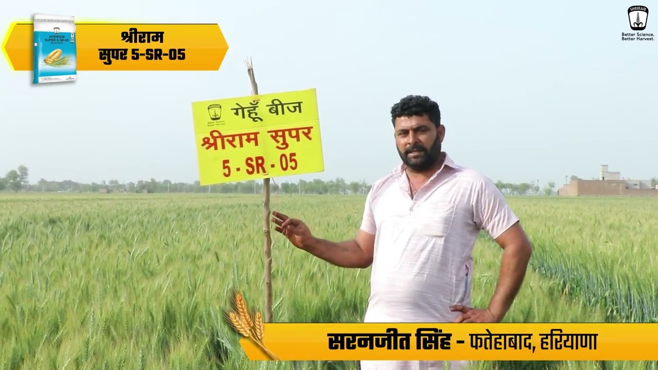 श्रीराम सुपर 5-SR-05 गेहूं बीज: क्यों है किसानों की पहली पसंद | Shriram Super 5-SR-05 Gehu Beej