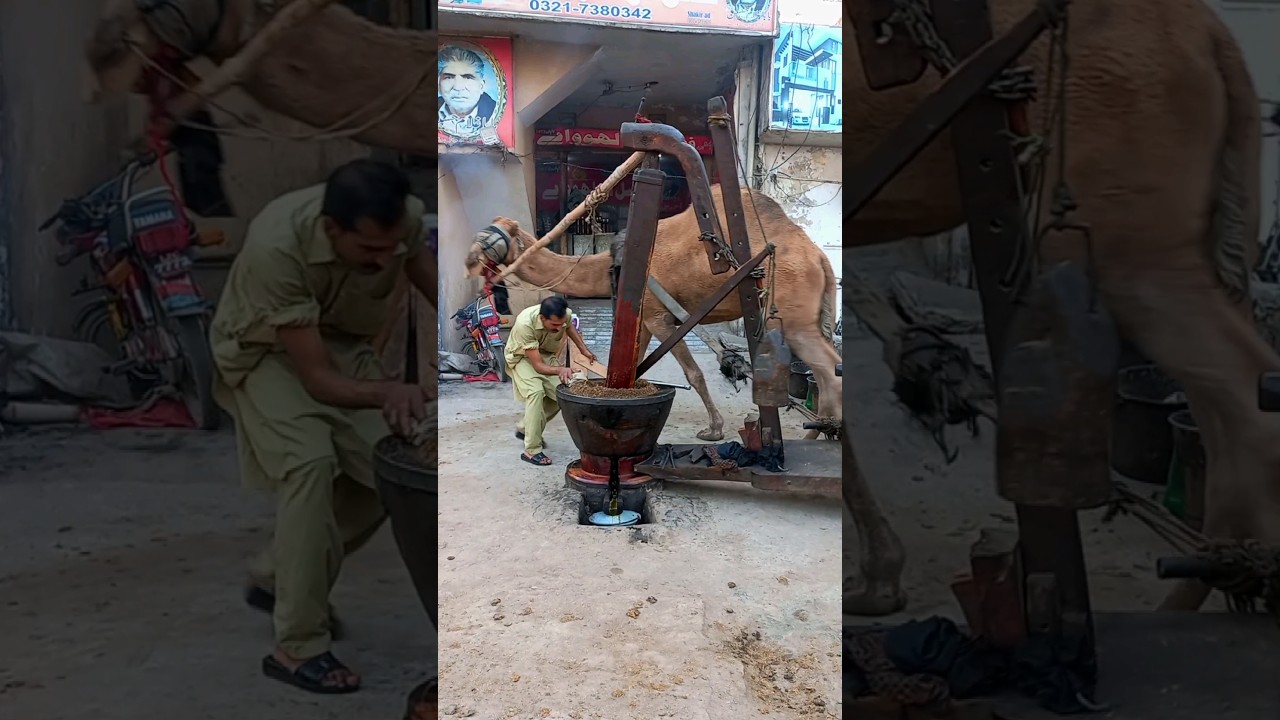 500 Years Old Traditional Way of Extracting Oil Using Camel | Organic Process- Kolhu se tail nikalna