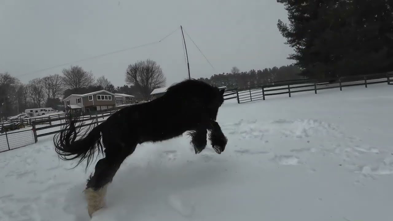 Gypsy Horse snow shenanigans