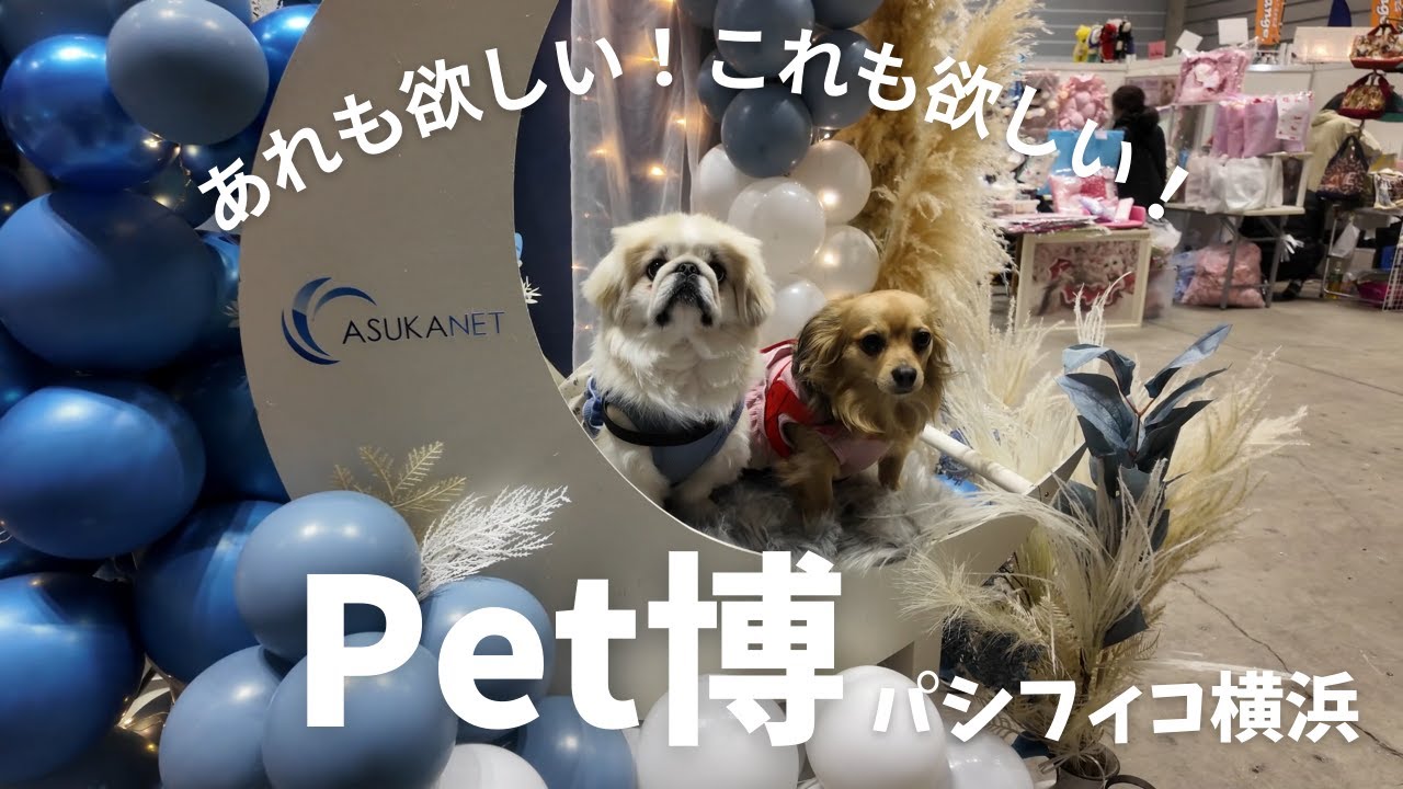 【Pet博】パシフィコ横浜｜あれも欲しい！これも欲しい！ペット用品は沼・・。【チワックスとペキシーズー】chifuachshund&pekishihzu