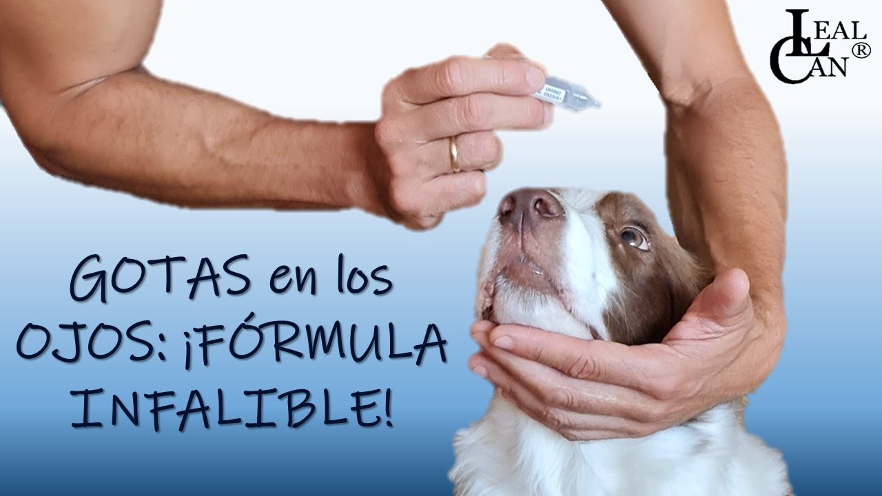 Trabaja la MANIPULACIÓN: cómo ECHAR GOTAS en los OJOS a un PERRO | LealCan Adiestramiento