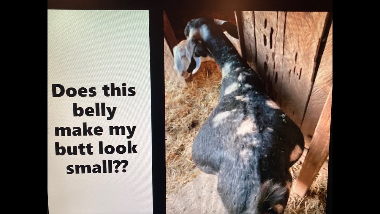Snips 'N Snaps #14 - Bring in 2026 with some pictures and video snips! plus a silly goat at the end!