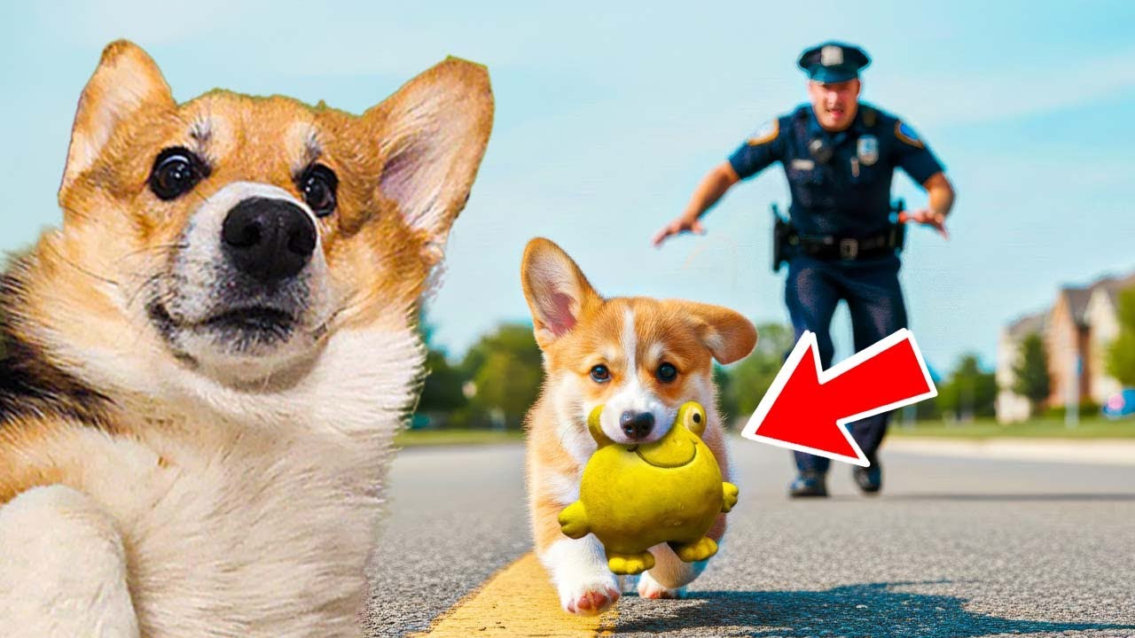ПЕРВЫЕ ПРОБЛЕМЫ СО ЩЕНКОМ КОРЖИКОМ!! Корги Кекс Говорящая собака