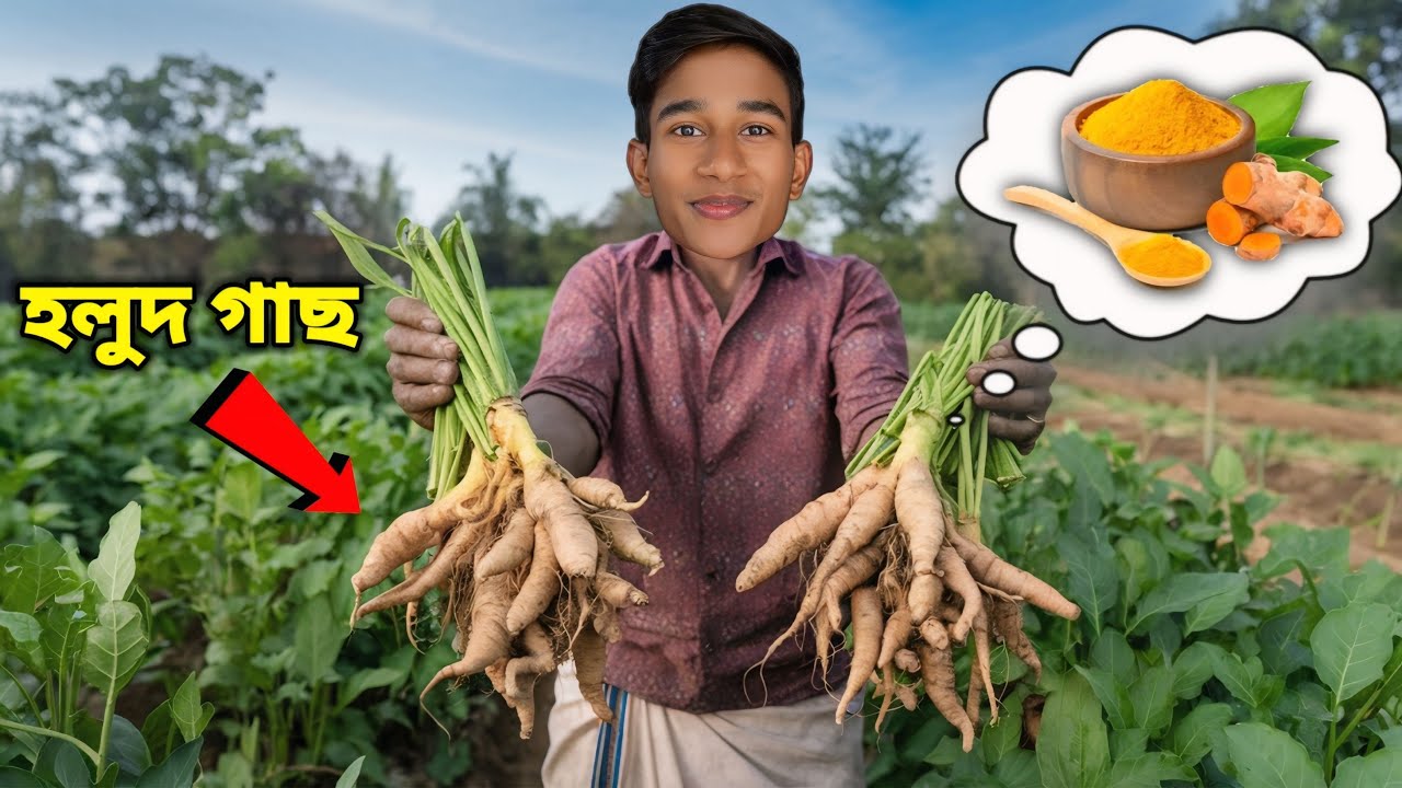 আমাদের হলুদ গাছ চাষ হয়েছে 😇 ( VLOG 7 )