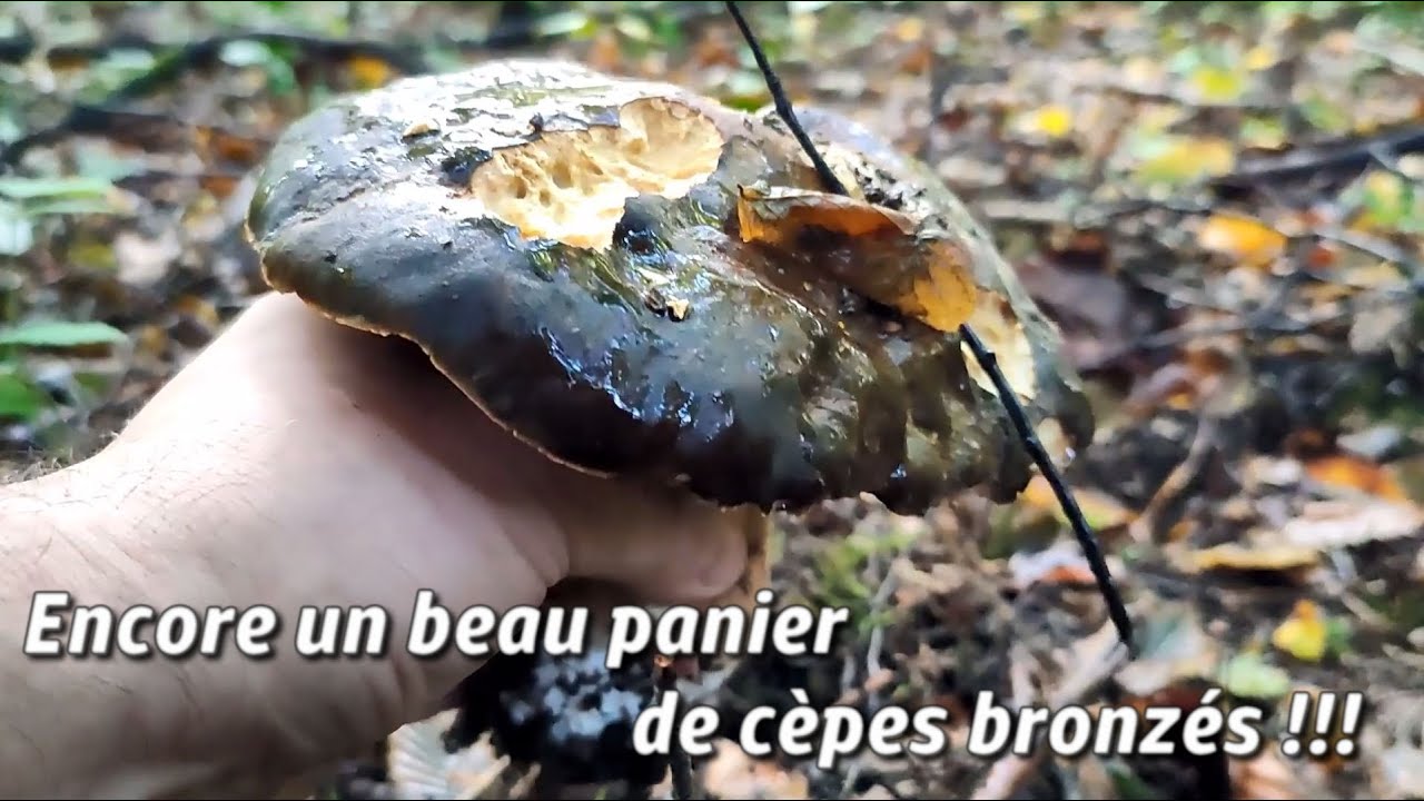 Encore un beau panier de cèpes bronzés !!!