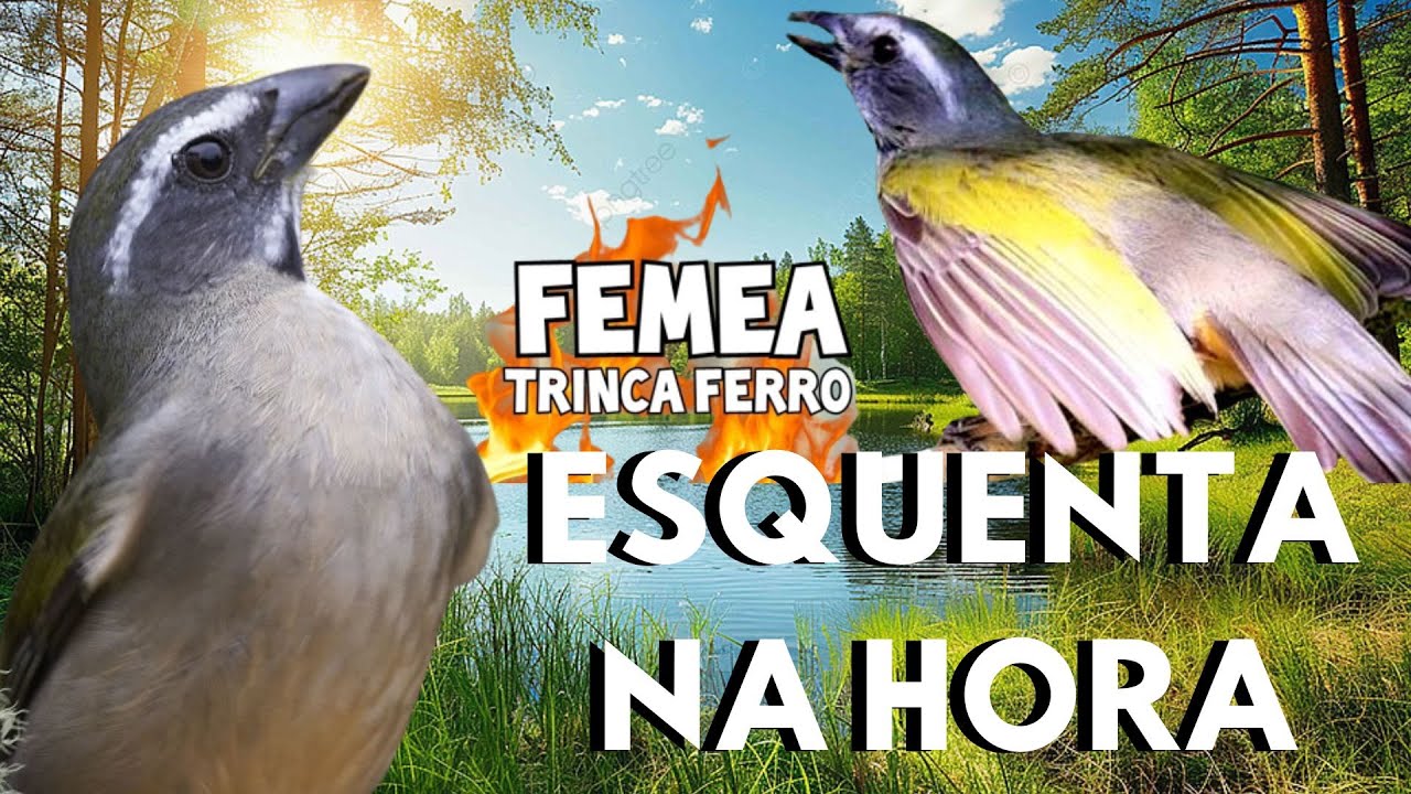 Abri Canto  essa Fêmea de trinca ferro Macheando e Boca Mole💥 fêmea de trinca ferro Chamando 💥