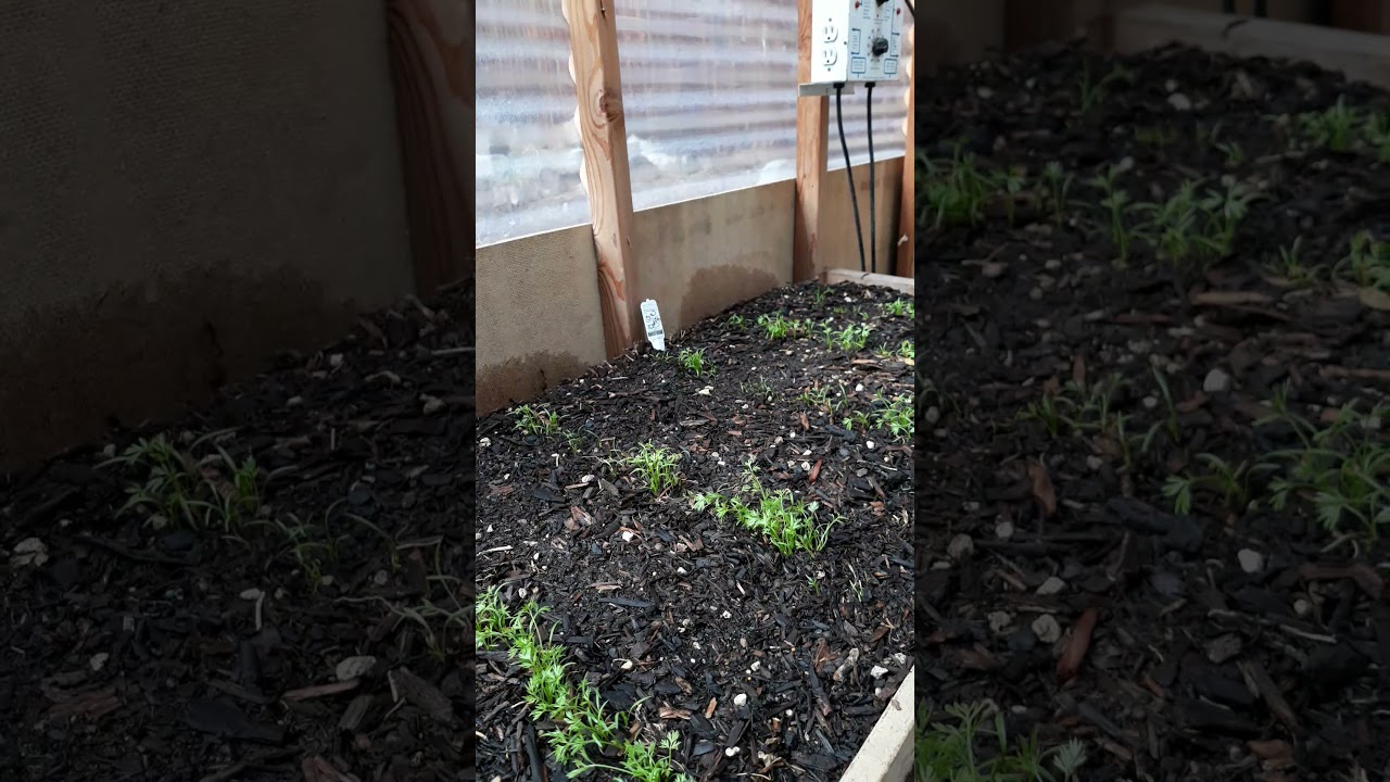 Mountain Greenhouse Garden Tomatoes