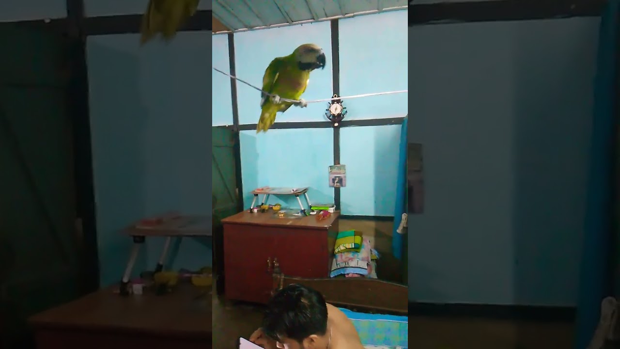 mithu#parrot#petbird#birds#todaynewvlog#talkingparrot#shoryoutube
