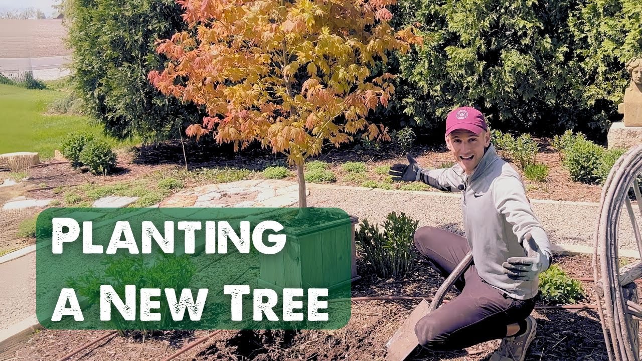 Planting a Northwind Maple Tree 🌳 🍁 || Wyse Guide