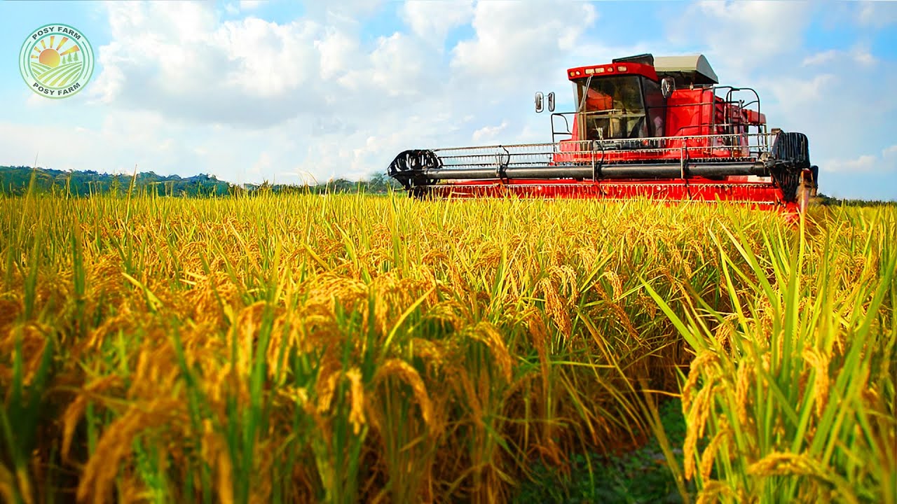 How Taiwan Farmers Harvest Rice - Amazing Rice Planting and Harvesting Process