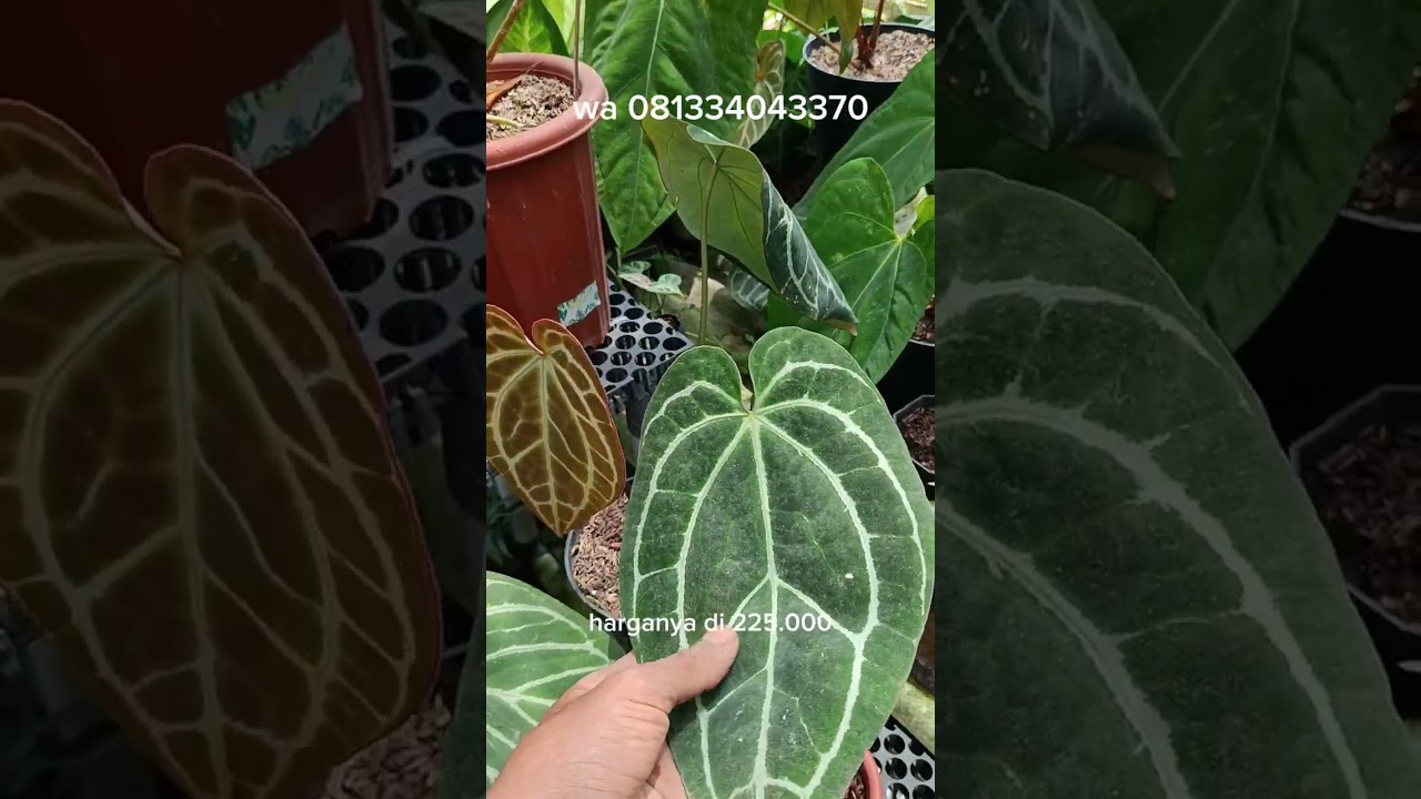 Sale anthurium mulai harga ekonomis #anthurium #plants #plantlover 
