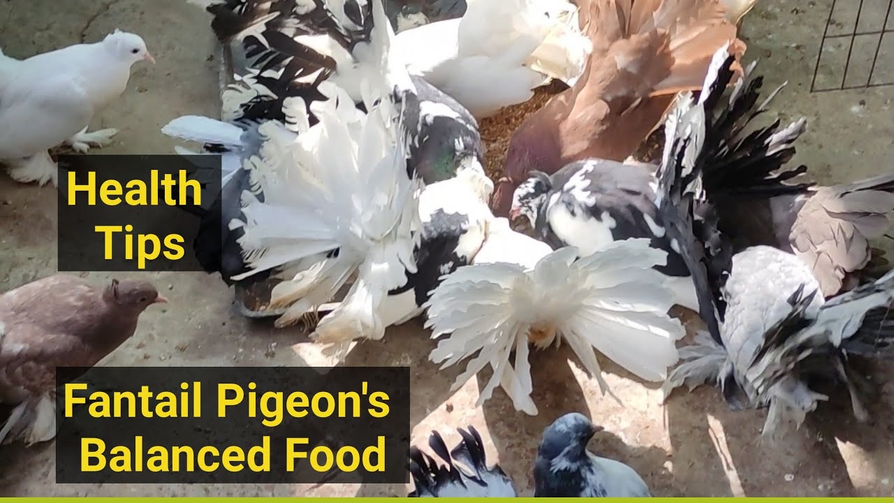 Fantail Pigeon's Health Tips And Balanced Food
