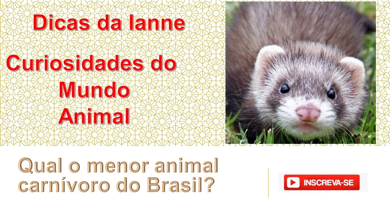Qual o menor animal carn&iacute;voro do Brasil?