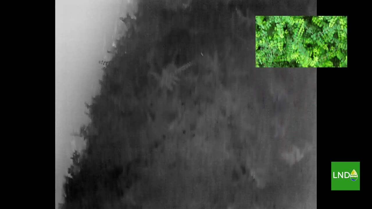 Vogelnesten opsporen in heggen in Wageningen voor Van de Haar groep