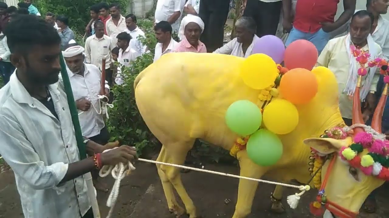#bail pola karuhuni thorliwadi