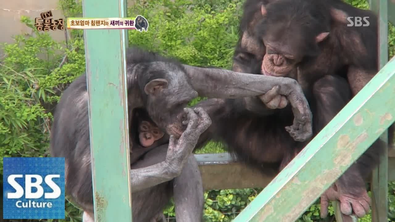 동물원 침팬지들의 삼각관계 @TV동물농장 140518
