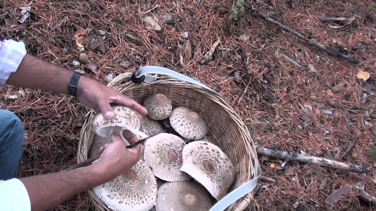 Macrolepiotas Procera. 