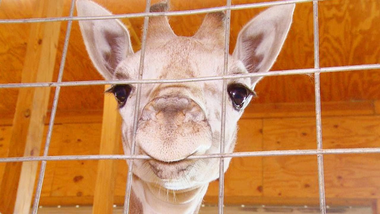 April the Giraffe's Calf, Tajiri, Is Moving to North Carolina