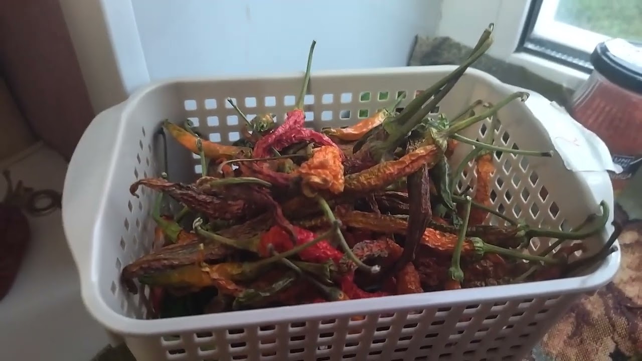 До чего же хороши Перцы острые! Всех мастей! 