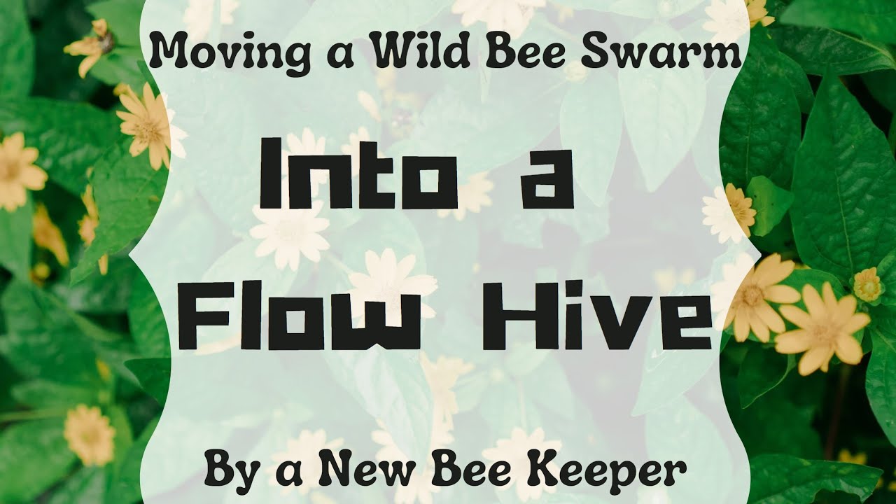 Moving Wild Bee Swarm into a Flow Hive (San Diego)