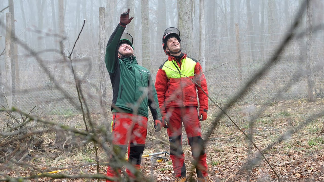 Baumpfleger beim Maschinenring
