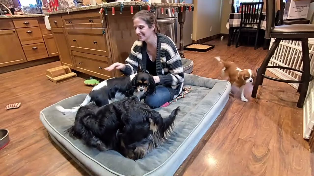 Cavalier Puppy Livestream: Myra & Macchiato Get Flirty