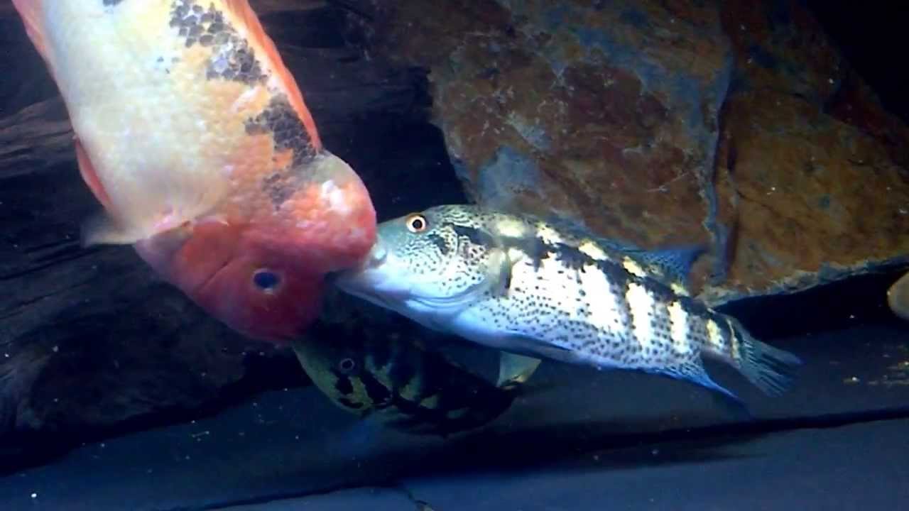 epic big midas vs two dovii defending eggs