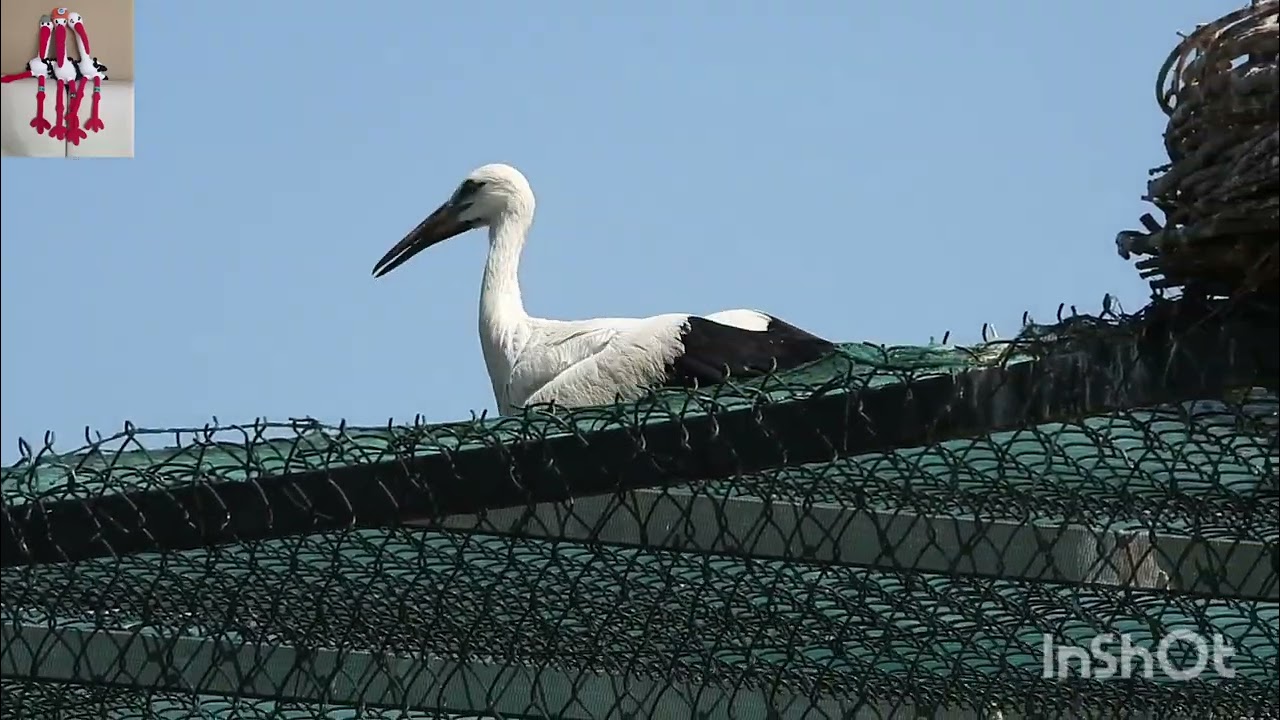 SZCZĘŚCIARZ-MIECZYK I KOLEDZY 14.07.2025  KLEKUSIOWO