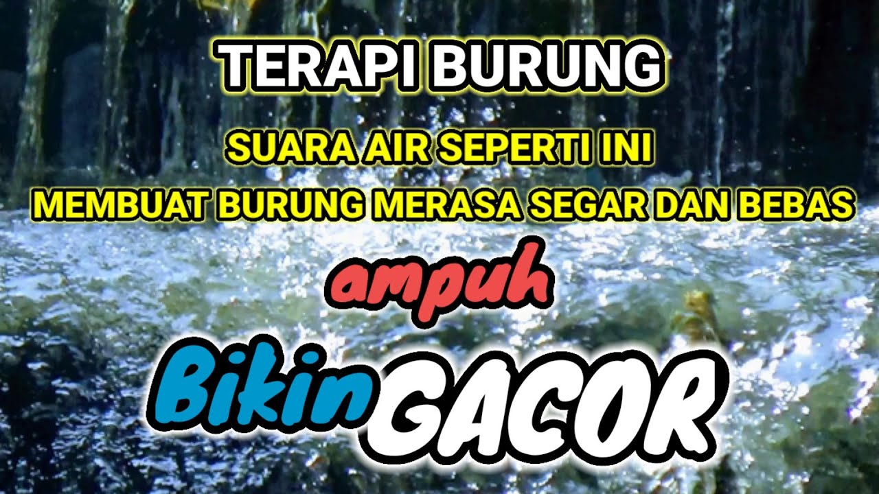 Suara Air Gemericik Untuk Semua Burung Macet Bunyi - Suara Air Terapi Burung