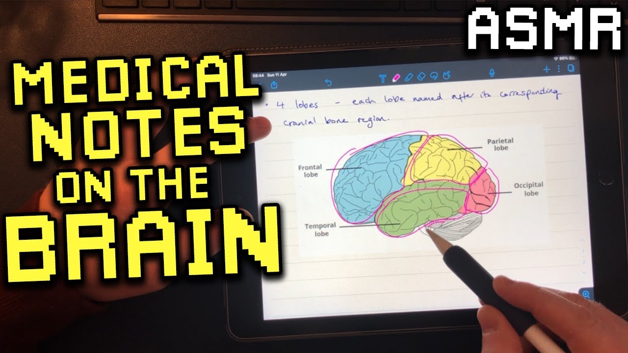 Taking Notes on the Brain | Medical Studies ASMR