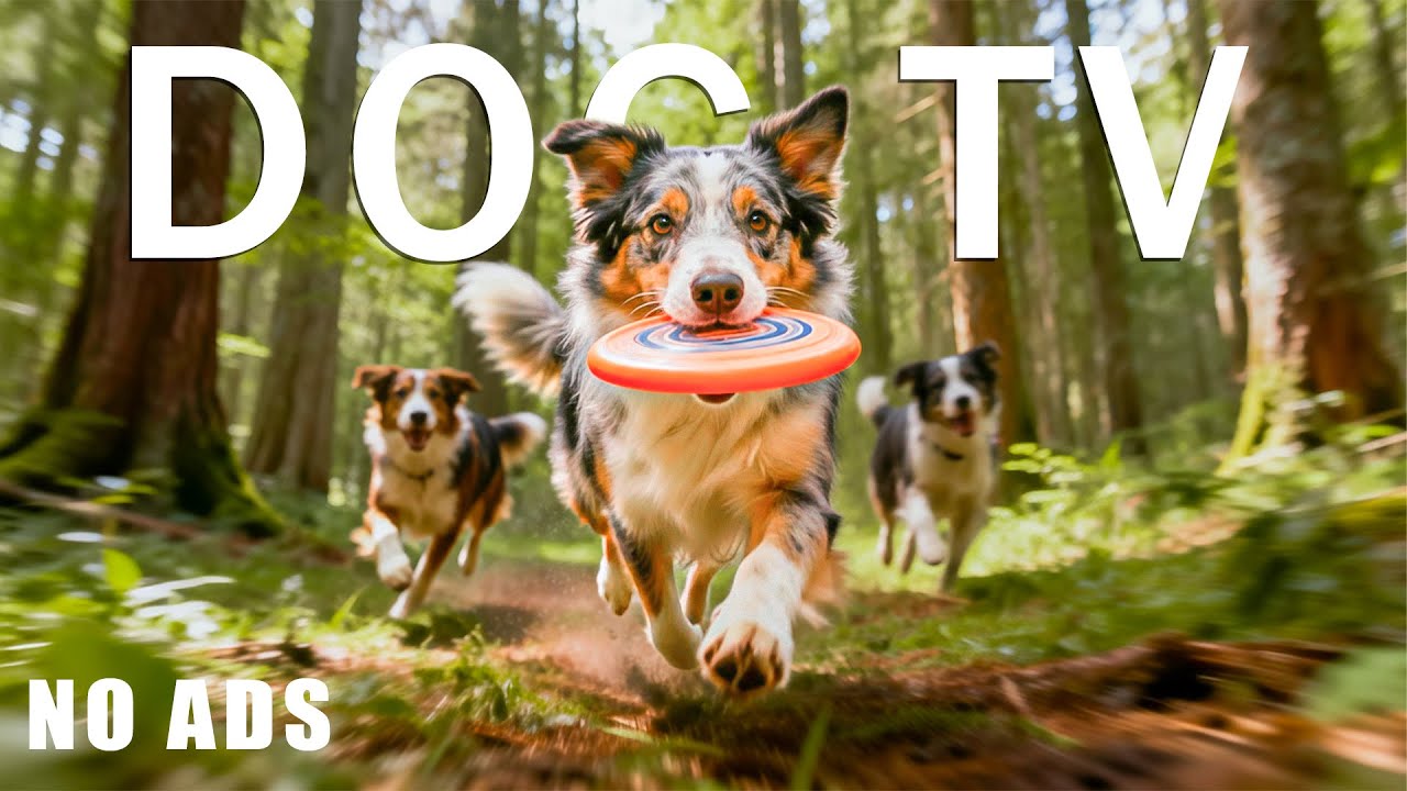 12 HOURS DOG TV 🎵 Dog Music for Stress Relief 🐶 Calming Music for Dogs & Peaceful Dogs Home Alone