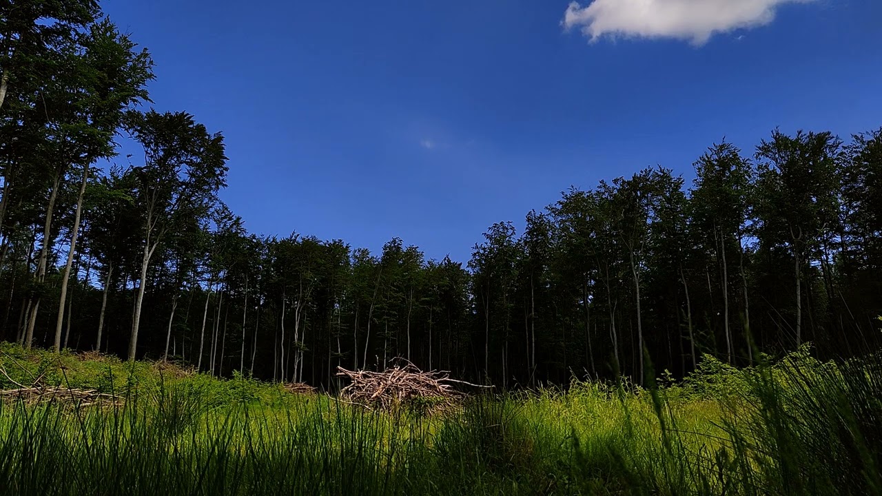 Śpiew ptak&oacute;w słyszany z leśnej łąki - odgłosy natury, nature sounds