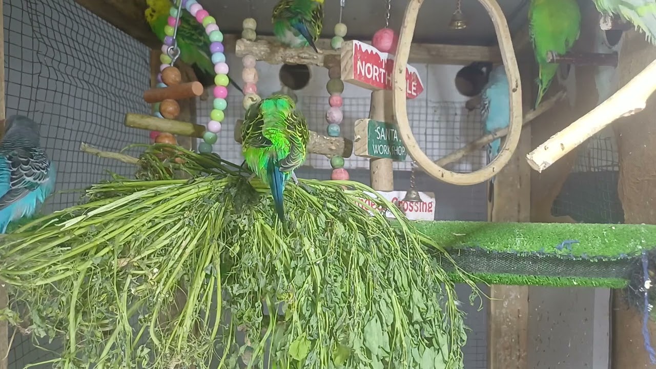 Today’s guest – the talkative parrot 😅