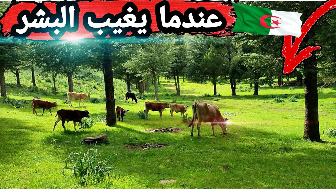 مع غياب البشرسويسرا   الجزائر 🇩🇿  تسترجع جمالها
