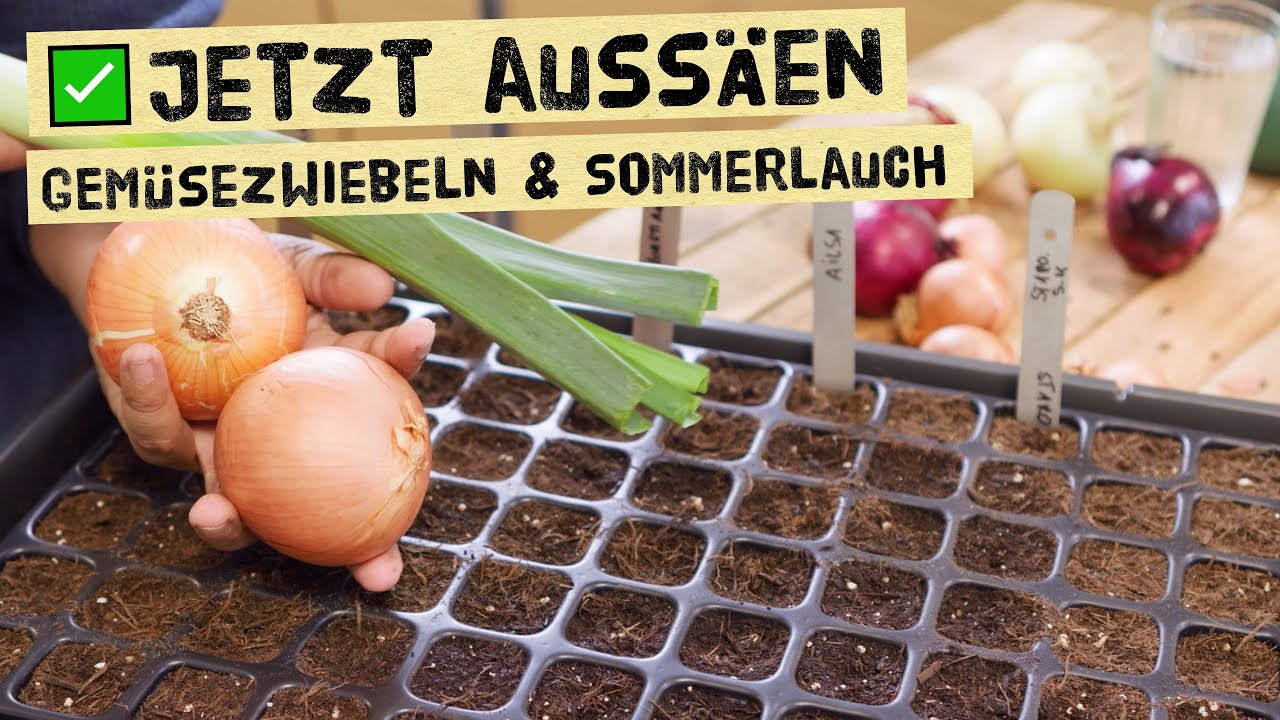 Jetzt Gemüsezwiebeln und Sommerlauch im Haus vorziehen - Genaue Anleitung zur erfolgreichen Ausaat!